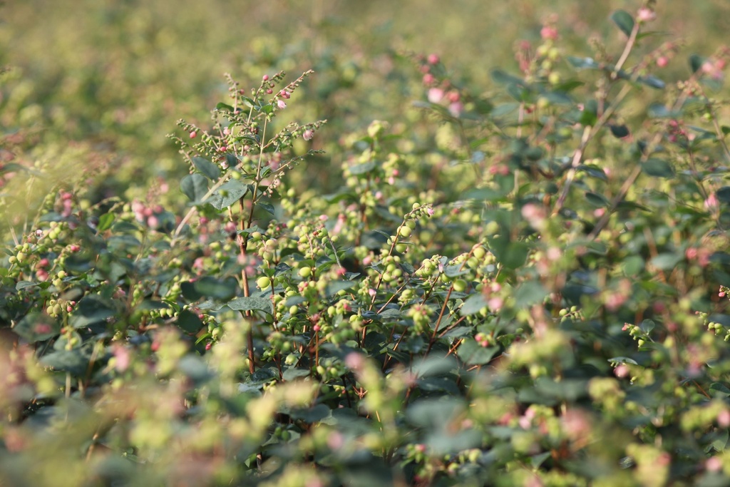 SYMGALAX_20120727103155_xlarge.jpeg