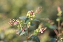SYMGALAX_20120727103137_xlarge.jpeg