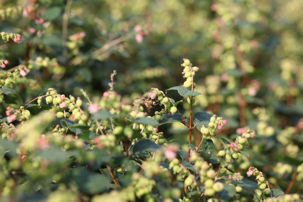 SYMGALAX_20120727103113_xlarge.jpeg