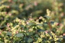 SYMGALAX_20120727103108_xlarge.jpeg