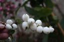 SYMGALAX_20091018145058_xlarge.jpeg