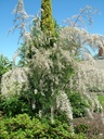 TAHWHITE_20090522000300_xlarge.jpeg