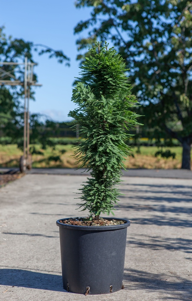 5404008295133_20200804094855_xlarge.jpeg