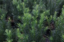 TAMGROEN_20150714152152_xlarge.jpeg