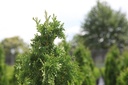 THOBTOWE_20160715125931_xlarge.jpeg