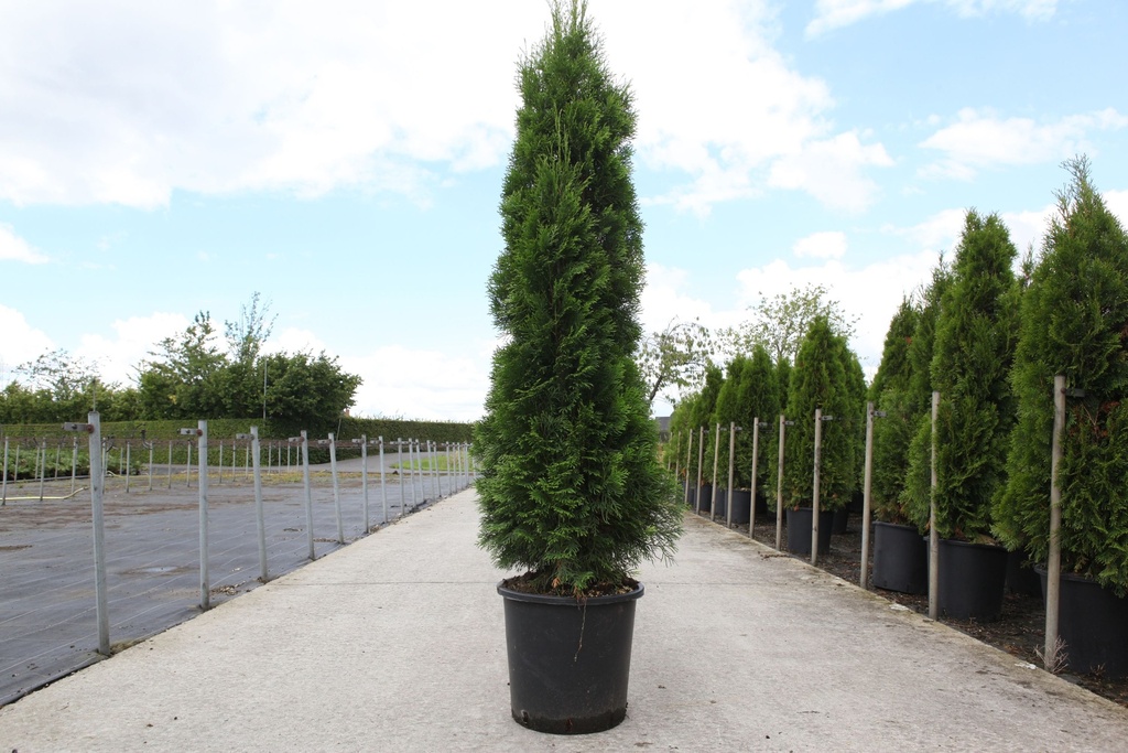 5404008199912_20160714122010_xlarge.jpeg