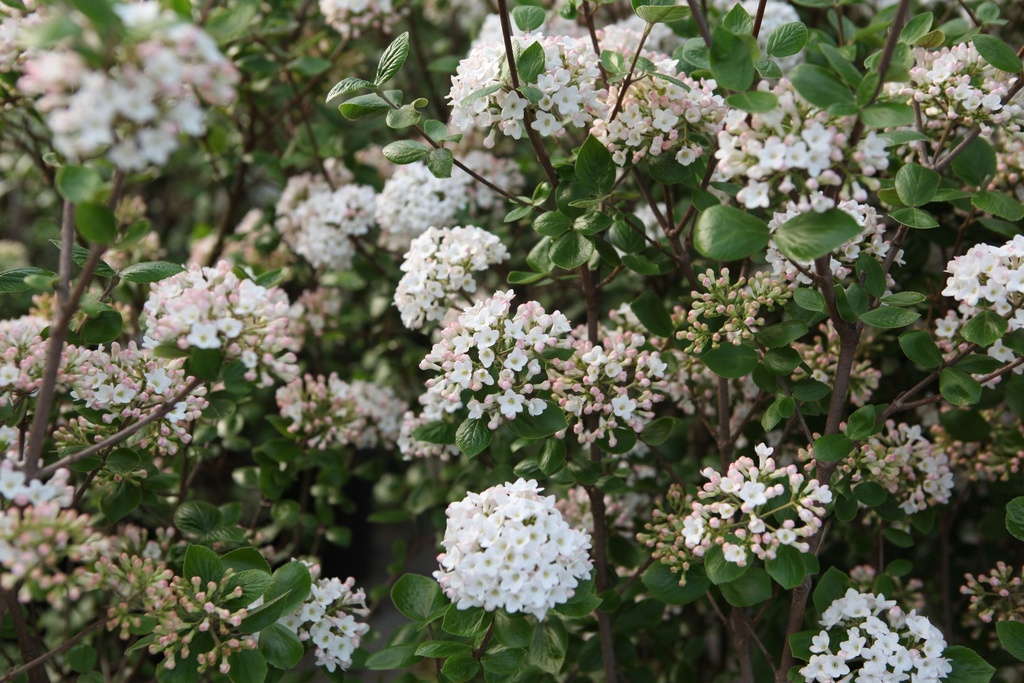 VIBARUSS_20100408170720_xlarge.jpeg
