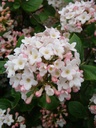 VIBARUSS_20090407114254_xlarge.jpeg