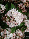 VIBARUSS_20090407114244_xlarge.jpeg