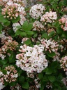 VIBARUSS_20090407114204_xlarge.jpeg