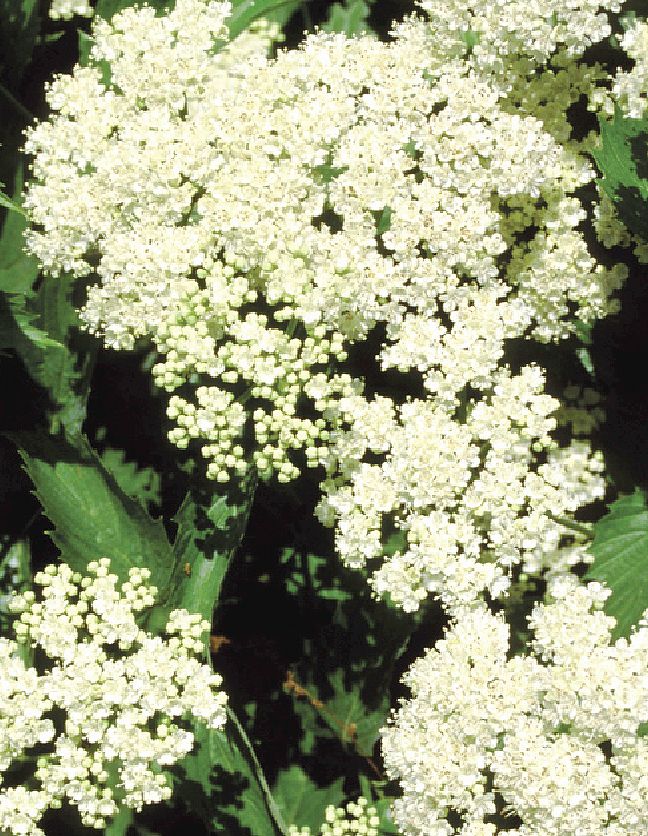 VIDBMUFF_20150717105729_xlarge.jpeg
