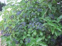 VIDBMUFF_20120808215517_xlarge.jpeg