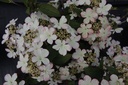 VIPKSUNR_20150515153152_xlarge.jpeg