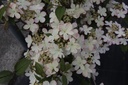 VIPKSUNR_20150515153100_xlarge.jpeg