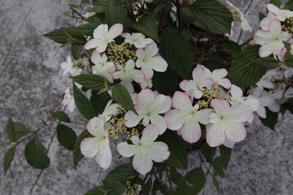 VIPKSUNR_20150515153020_xlarge.jpeg