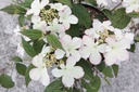 VIPKSUNR_20150515153011_xlarge.jpeg