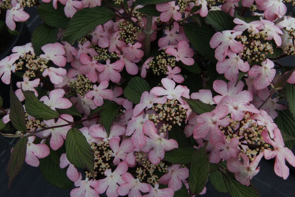 VIPMSCHR_20150515152755_xlarge.jpeg