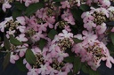 VIPMSCHR_20150515152755_xlarge.jpeg