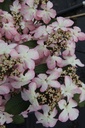 VIPMSCHR_20150515152737_xlarge.jpeg