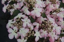 VIPMSCHR_20150515152725_xlarge.jpeg