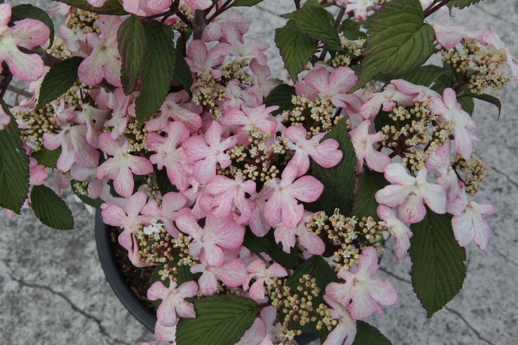 VIPMSCHR_20150515152700_xlarge.jpeg