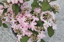 VIPMSCHR_20150515152652_xlarge.jpeg