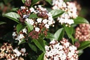 VITSPIRI_20120916110845_xlarge.jpeg