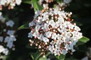 VITSPIRI_20120916110836_xlarge.jpeg