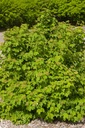 VITWENTW_20150623132956_xlarge.jpeg
