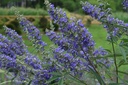 VIACDBLU_20130712220820_xlarge.jpeg
