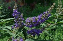 VIACDBLU_20120920213709_xlarge.jpeg
