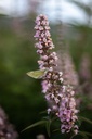 VIACGPIN_20200817164444_xlarge.jpeg