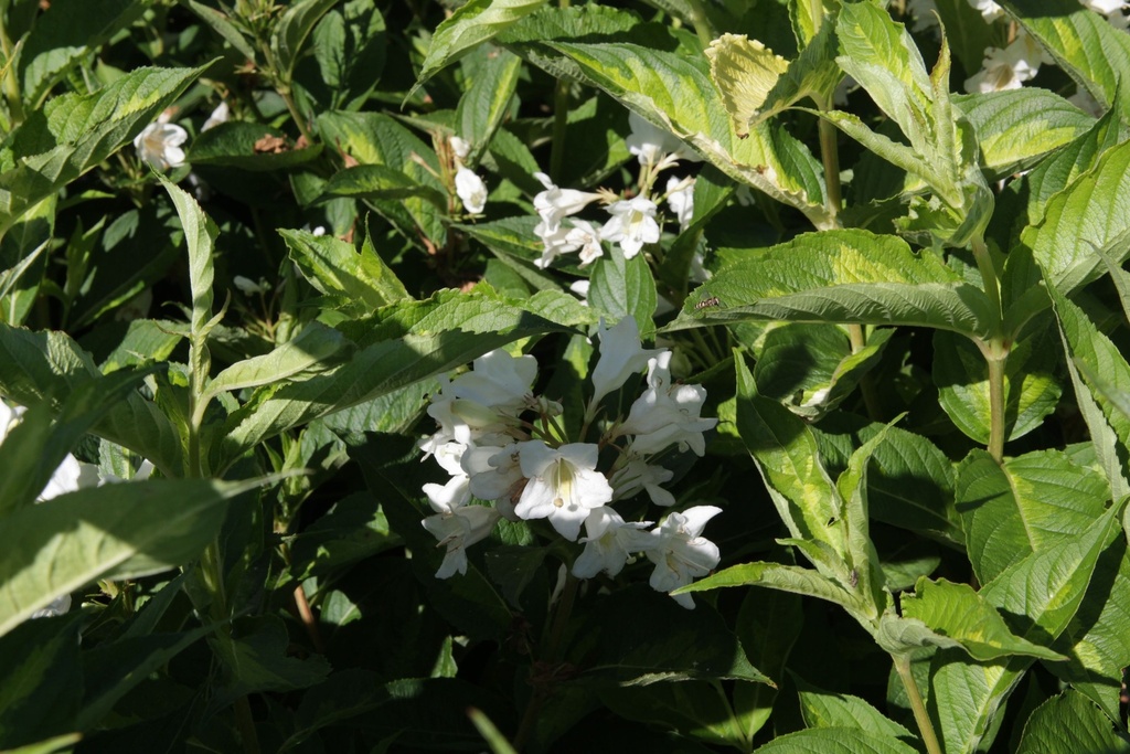 WEMHONEY_20130801114520_xlarge.jpeg