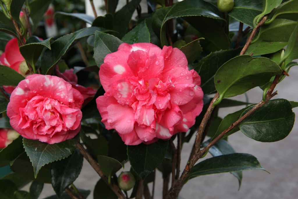 CAJDAIKA_20151123151719_xlarge.jpeg