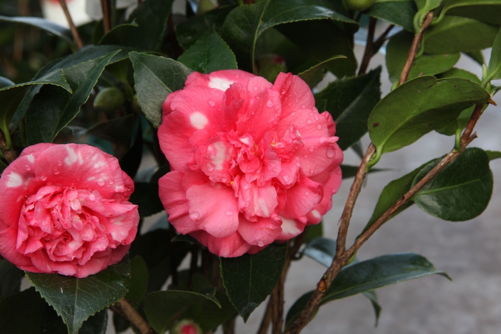 CAJDAIKA_20151123151709_xlarge.jpeg