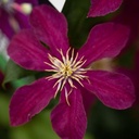 CLNIOBE_20200716150627_thumbnail.jpeg