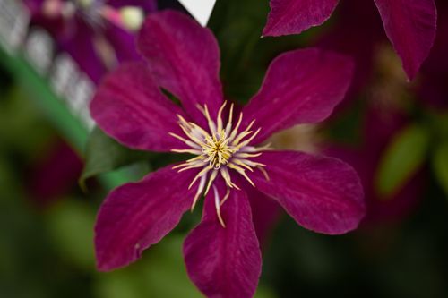 CLNIOBE_20200716150627_small.jpeg