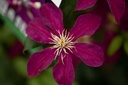 CLNIOBE_20200716150627_small.jpeg