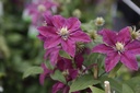 CLNIOBE_20190719134727_small.jpeg