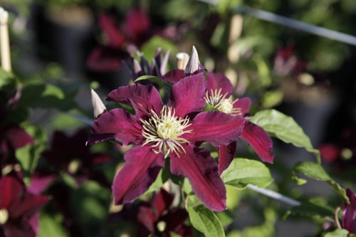 CLNIOBE_20190704091257_small.jpeg