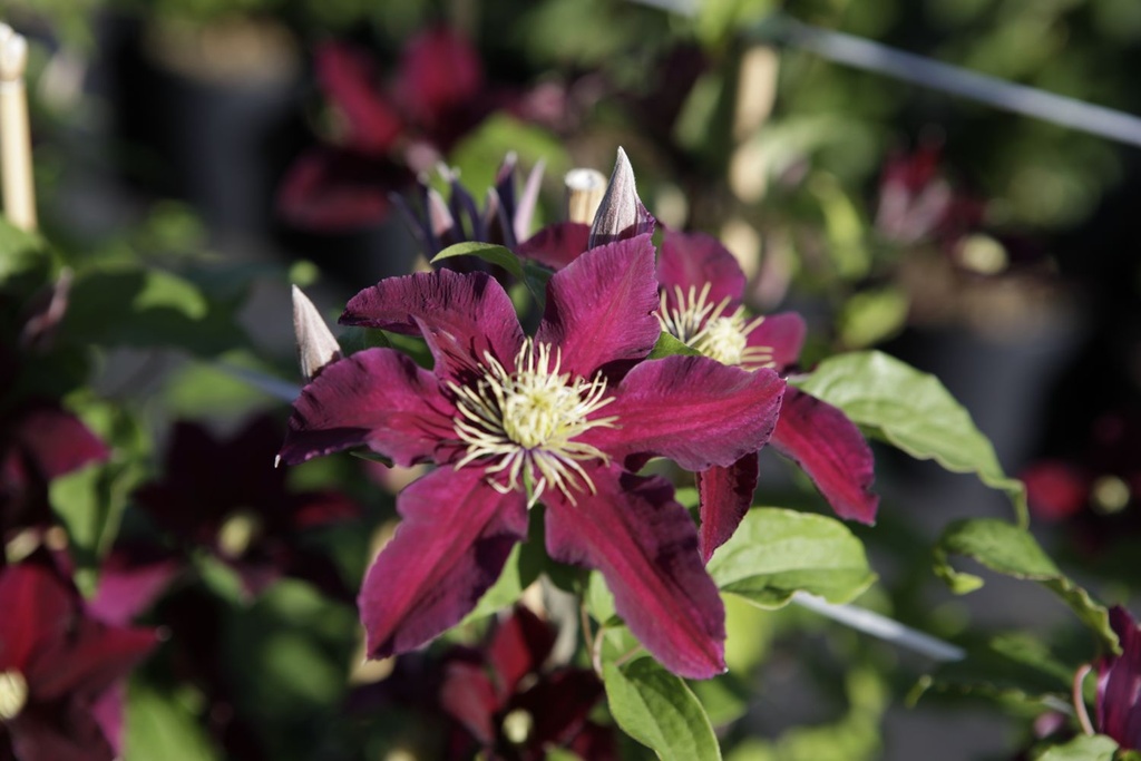 CLNIOBE_20190704091257_large.jpeg