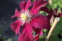 CLNIOBE_20160726084713_small.jpeg