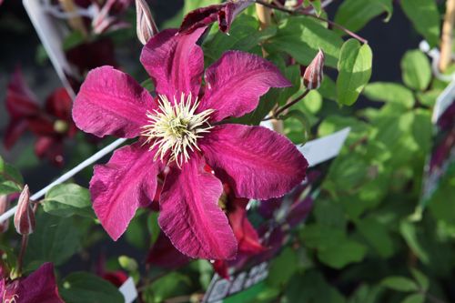 CLNIOBE_20160726084702_small.jpeg