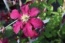 CLNIOBE_20160726084702_xlarge.jpeg