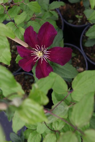 CLNIOBE_20160704090956_small.jpeg