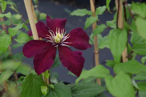 CLNIOBE_20160704090946_small.jpeg