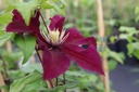 CLNIOBE_20160704090909_small.jpeg