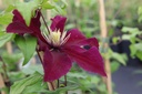 CLNIOBE_20160704090909_xlarge.jpeg