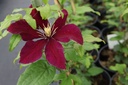 CLNIOBE_20160704090859_large.jpeg