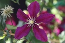 CLNIOBE_20120912153809_large.jpeg